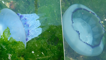 Gemlik Körfezinde ilk kez bu kadar yoğunlaştı Marmara Denizi ağır yaralı