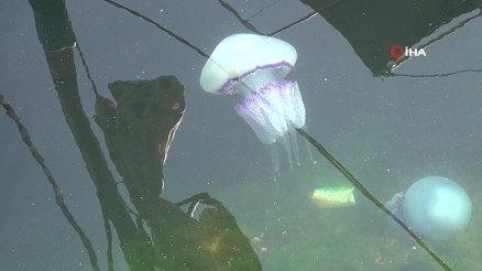 Müsilaj bitti bu kez denizanası kabusu başladı