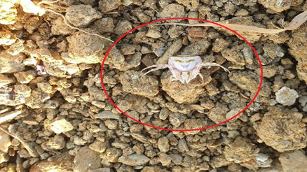 Evinin bahçesinde gördü kameraya aldı Yalovada insan yüzlü örümcek ortaya çıktı