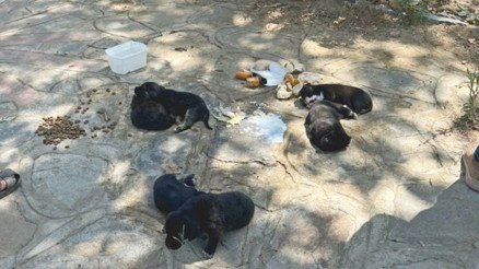 Hayvan katliamı: 10 köpek ile 5 kedi öldü