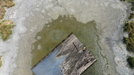 Tekirdağda korkunç görüntü Oksijensiz kalıp kıyıya vurdular