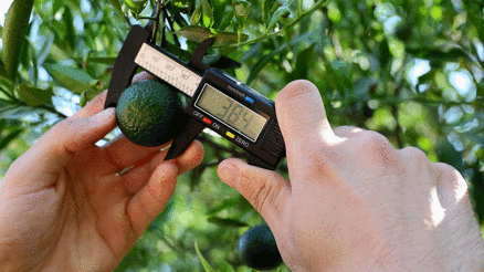 Yeşil Bodrum mandalinası vatandaşla buluşuyor