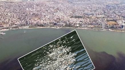 İzmir Körfezi alarm veriyor 1 yılda düzelir demekle kendimizi kandırırız dedi ve uyardı
