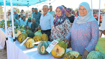 Kulada ilk kez kavun festivali düzenlendi