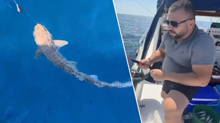 Saros Körfezinde oltaya takıldı 20 dakika mücadele etti: 1.5 metre boyunda