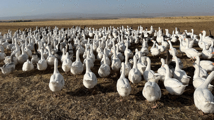 Karsta kazlar kış sofraları için besiye alındı