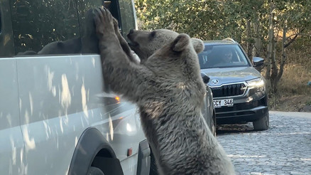 Minibüsün camından ayıyı beslemeye çalıştı; hayatının şokunu yaşadı | Valilikten açıklama: Bölge 15 gün ziyarete kapatıldı Minibüsün camından ayıyı beslemeye çalıştı; hayatının şokunu yaşadı | Valilikten açıklama: Bölge 15 gün ziyarete kapatıldı
