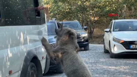 Nemrut Krater Gölü ve Kalderası 15 gün ziyarete kapatıldı Nemrut Krater Gölü ve Kalderası 15 gün ziyarete kapatıldı