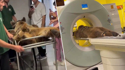 Okan isimli 300 kiloluk ayıya MR çekildi Fazla yediği meyveden karnını üşütmüş