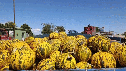 Yüz yıldır aynı lezzet: Hasanbey kara kavunu