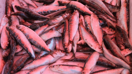 Sardalyada üzüm zamanı