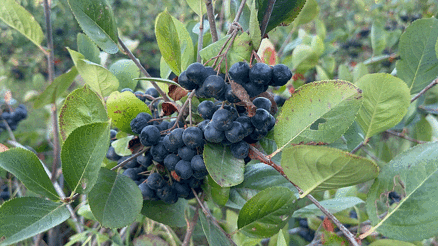 Süper meyve aronyada hasat zamanı Süper meyve aronyada hasat zamanı