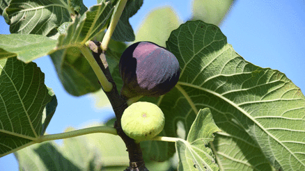 Osmangazi’den dünyaya açılan lezzet Bursa siyah inciri