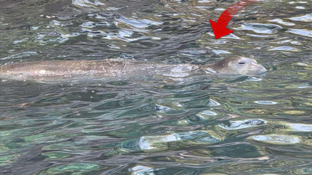 Muğlanın Fethiye ilçesinde görüntülendi Kısa sürede kayboldu