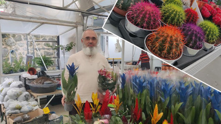 Memleketi Rizeye döndü hayatı bir kaktüsle değişti Yağmur bölgesi olmaz dediler, şimdi haritadan bulan geliyor Memleketi Rizeye döndü hayatı bir kaktüsle değişti Yağmur bölgesi olmaz dediler, şimdi haritadan bulan geliyor