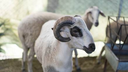 Kuran Bayramı tatil tarihleri 2026 || Kurban Bayramı 2026 ne zaman, hangi gün