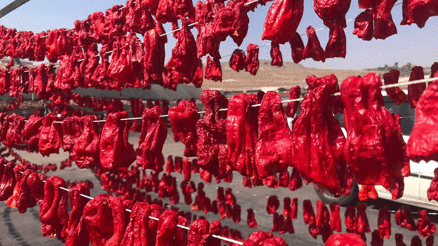 Şanlıurfada isotun acı serüveni başladı