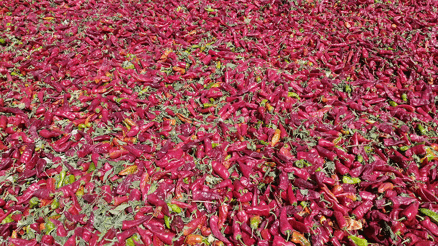 Kahramanmaraşta coğrafi işaretli biberde hasat başladı Kahramanmaraşta coğrafi işaretli biberde hasat başladı