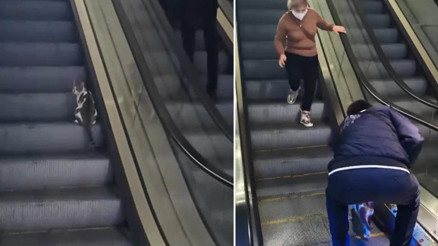 Kedinin yürüyen merdivenle imtihanı kamerada