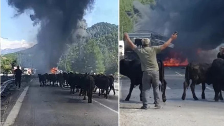 Otoyol’da TIR yandı, büyükbaş hayvanlar son anda kurtarıldı