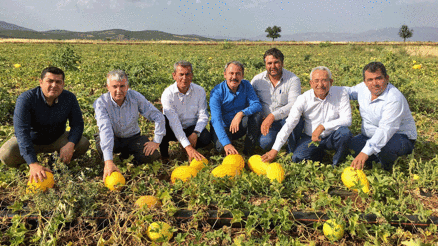 Asırlık miras Acıpayam kavunu tescillendi