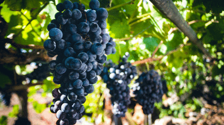 Ünye üzüm suyuna coğrafi tescil Ünye üzüm suyuna coğrafi tescil