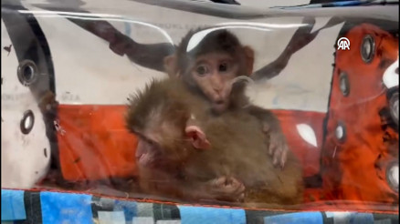 Habur Gümrük Kapısında yasa dışı ticarete konu 3 şahin ile 2 makak maymunu ele geçirildi