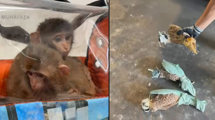 Habur Gümrük Kapısında 3 şahin ve 2 makak maymunu ele geçirildi