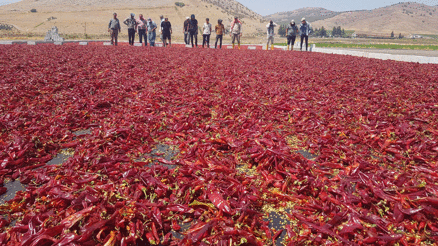 Gaziantepte üreticilerin ve mevsimlik işçilerin acı mesaisi başladı