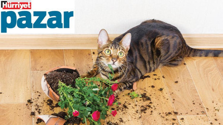 Kediniz ne demek istiyor