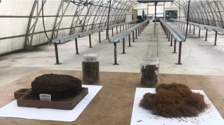 Çay atığından topraksız tarım: ‘Kokopit’e alternatif ‘çaykopit’ Çay atığından topraksız tarım: ‘Kokopit’e alternatif ‘çaykopit’