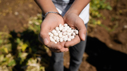 Kelkit’in coğrafi işaretli şeker fasulyesinin hasadı başladı