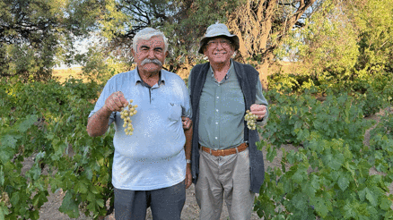 Ata tohumundan elde edilen üzümler lezzetiyle dikkat çekiyor