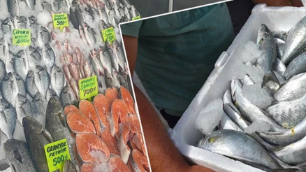 Egede balık bereketi; lüfer bile ağlara takıldı Egede balık bereketi; lüfer bile ağlara takıldı