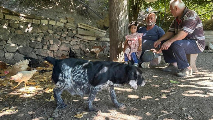 Tilkiler kümeslere dadandı, aileler gündüz nöbette