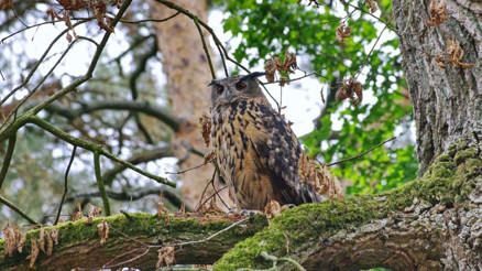 Nürnberg Hayvanat Bahçesinde konferans dizisi: Ekoturizm, zeki kuzgunlar ve hasta olarak yerli vahşi hayvanlar