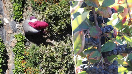 Televizyonda izledi köyüne döndü Arazisine dikti: Kendisi gibi olanlara ücretsiz ulaştıracak