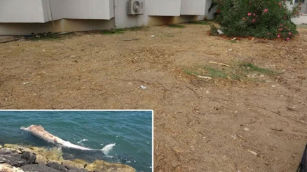 Yaklaşık 16 metre: 4 yıl önce gömülen Balinanın iskeleti bilimsel kazıyla çıkarılacak