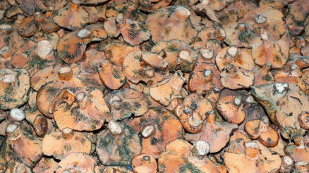 Çıntar nasıl pişirilir Melki olarak da bilinen çıntar mantarını pişirirken dikkat edilmesi gerekenler Çıntar nasıl pişirilir Melki olarak da bilinen çıntar mantarını pişirirken dikkat edilmesi gerekenler