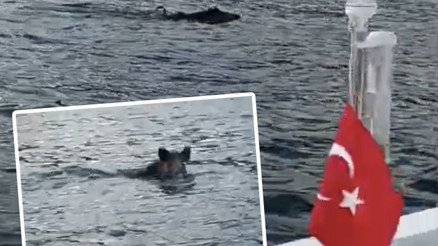 Bartında denizde yüzen yaban domuzu görüntülendi