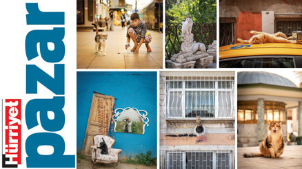 ‘Ne evcil hayvan ne sokak kedisi, onlar hibrit vatandaşlar’ ‘Ne evcil hayvan ne sokak kedisi, onlar hibrit vatandaşlar’