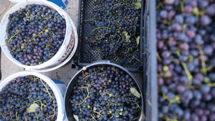 Ordunun tescilli üzüm suyu sofraları lezzetlendiriyor