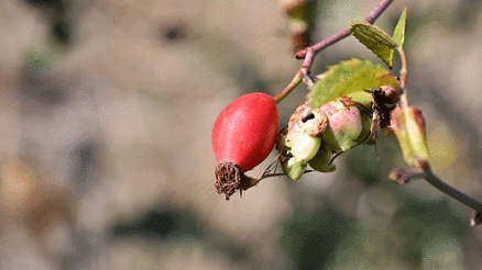 Gümüşhanenin dikenli gülü kuşburnu, zahmetli yolculukla sofraya geliyor