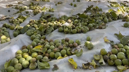 Dünyaca ünlü tescilli Adilcevaz cevizi hasadı başladı