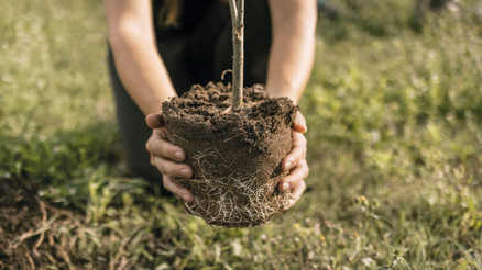 Üniversiteye ilk ‘adıma’ bir fidan