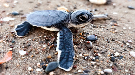 232 bin yavru caretta denize ulaştı ama sadece 500’ü yaşayacak