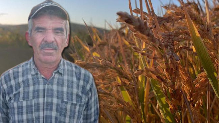 İlçede beyaz altın olarak biliniyor Köylüler toplamaya başladı: Yüzde 30 düştü