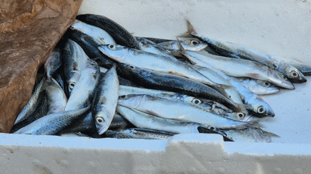 Seyyar balıkçı: Bu senenin balığı sardalya