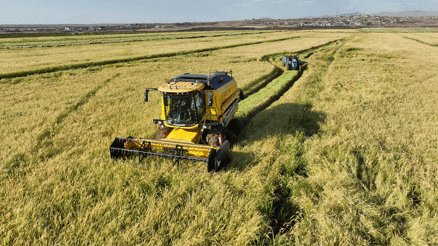 Şanlıurfada yetişen Karacadağ pirincinde hasat başladı