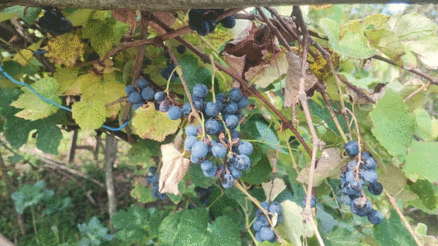 Giresunda geleneksel kokulu üzüm pekmezi kazanları kaynadı